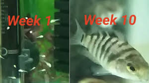 Convict Cichlid Fry Growing Up Week By Week Log