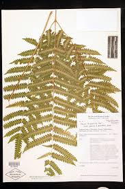 Image result for Pteris tripartita