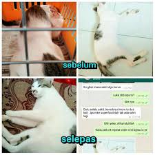 Tenang, kami ada cara yang tepat. Direct Hq Original Superfood Vitamin Kucing Booster Cat Shopee Malaysia
