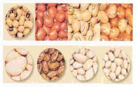 Kacang kedelai memiliki berbagai manfaat kesehatan bagi orang yang mengkonsumsinya, diantaranya seperti memperbaiki metobolisme, melindungi kesehatan jantung, meningkatkan berat. Alternatif Kacang Kacangan Non Kedelai Untuk Tahu Dan Tempe Info Aktual Badan Litbang Pertanian