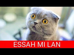 Sosyal Medyayi Kasip Kavuran En Komik Kedi Capsleri Youtube Komik Hayvan Scottish Fold Hayvan