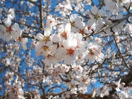 Maybe you would like to learn more about one of these? Free Almond Tree Flower 3 Stock Photo Freeimages Com