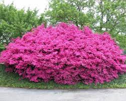 Buy your summer flowering shrubs online now. 8 Best Perennial Shrubs Diy