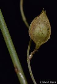 Image result for Utricularia scandens