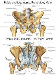 Iliolumbar, sacrotuberous and sacrospinous ligaments. Pin By Lisa Phillips On Anatomy Physiology Pathophysiology Pelvis Anatomy Hip Anatomy Anatomy Bones