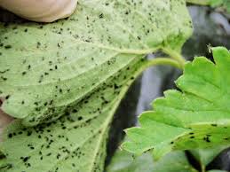 畑の害虫図鑑 アブラムシ編 畑は小さな大自然vol 26