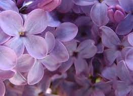 Lilac Simple Syrup Recipe Simple Syrup Simple Syrup Recipes Lilac