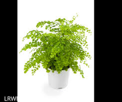 Image result for Adiantum vogelii
