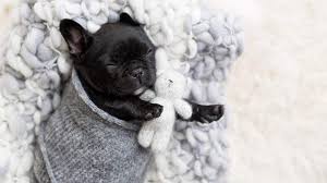 The french bulldog is a small sized domestic breed that was an outcome of crossing the ancestors of bulldog brought over from england with the local. French Bulldog Puppy Gets Her Very Own Newborn Photo Shoot