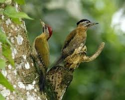 Salah satu cara untuk memancing bunyi burung kicau adalah dengan mendengarkan suara dari burung betina sehingga diharapkan burung kicau anda dapat terpancing meniru suara burung yang anda putar. Download Suara Burung Pelatuk Mp3 Isian Masteran Pamankicau