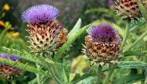 Artichoke Thistle Flower Meaning Best Flower Wallpaper