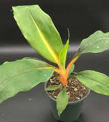 Image result for Chlorophytum filipendulum