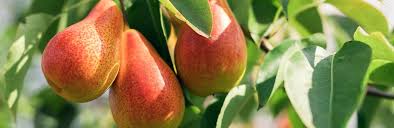 Blight prevents fruit production via elimination of blossoms. How To Grow And Care For Pears Lovethegarden