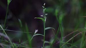 Image result for Coelachne