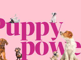 Maybe you would like to learn more about one of these? Puppy Power The Costs And Pitfalls Of Buying A Dog Consumer Affairs The Guardian