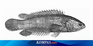 Ikan puyu sedang kelaparan, tak sampai 2 jam umpan cacing yang aku bawak habis dikerjakanya. Ilmuwan Ipb Rekayasa Genetik Ikan Betok