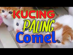 Untuk panjang tubuhnya sendiri dapat mencapai 1 meter, tubuhnya pun. Kucing Bulu 3 Bawa Tuah Youtube