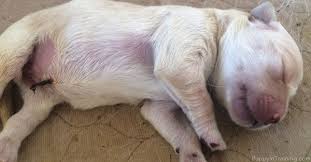 Ideal training treats should be tiny (for most dogs, smaller than the nail on your little finger, even smaller for miniature/toy breeds) and soft. Golden Retriever Puppy Growth Week By Week Pictures Puppy In Training