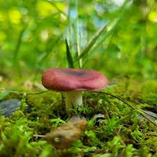 Image result for Russula vinacea