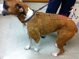 We did not find results for: How To Treat The Allergic Reaction In Dogs Vetgirl Veterinary Ce Blog