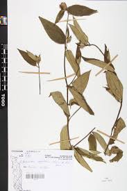 Image result for Melastomastrum capitatum