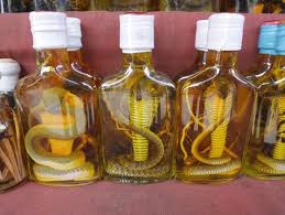 Image result for snake wine