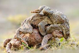 Trio of toads photographed in the middle of a VERY mucky threesome | The Sun