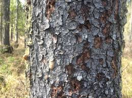 Since its discovery in 1999 in halifax, nova scotia, this beetle has killed. Assessing The Risk Of Denali S Forests To Spruce Beetle Outbreak U S National Park Service