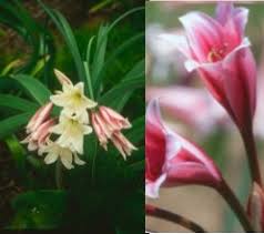 Image result for Sclerochiton hirsutus