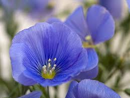 Blauer Staudenlein Dauerbluher Fur Sonnige Trockene Platze