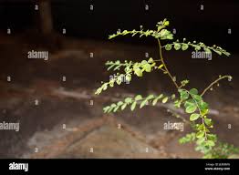 Image result for Phyllanthus tenellus