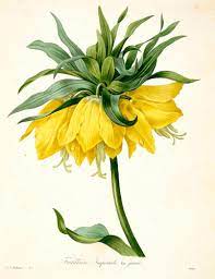 La redoute specialises in ready to wear apparel and home decor, la redoute is the 2nd largest seller of women's apparel and the 3rd largest seller of linens in france. About Pierre Joseph Redoute Botanical Art Artists