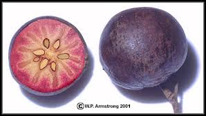 Keep your trees small, so you can cover the fruit, or even the whole tree, thus dealing with the bird problem as well. Coco Plum Mammee Apple Pomegranate Persimmon Photos