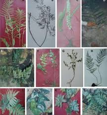 Image result for Cyclosorus interruptus