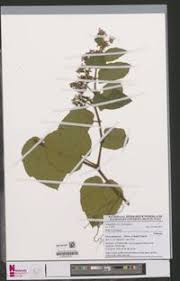 Image result for Cissus rubiginosa