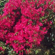 Image result for Buchnera subglabra