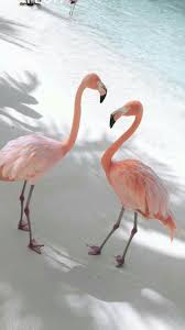 Pink Flamingo Flamingo Animals Pink Animallovers Wow Beautiful Flamingo Wallpaper Nature Wallpaper Summer Wallpaper