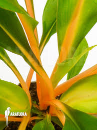 Image result for Chlorophytum Amaniense