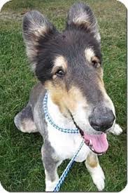 We also provide quality pet foods and supplies. 49 Adopt These Dogs Today Ideas Dogs Dog Adoption Pet Adoption