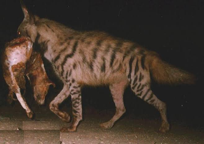 Wild India | Ecology of Striped Hyena | Diary - Tales from Wild India