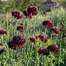 Sweet Scabious Black Knight Flowers Perennials Late Summer Flowers Fragrant Plant
