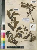 Image result for Grewia trichocarpa