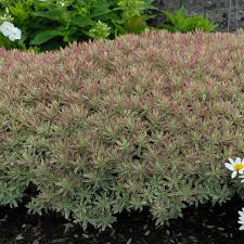 Vous êtes actuellement sur le site du festival des dahlias et des jardins de coutances bienvenue. Euphorbia Epithymoides First Blush Pp15292 Euphorbe Spurge Jardins Michel Corbeil