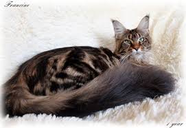 kak otlichit mejn kuna ot obychnogo kota metisa i sibirskoj vse o porode mejn kun