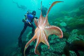 Enteroctopus Dofleini 10 Criaturas Marinas Animales Marinos Pulpo
