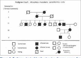 Figure 6 From Familial Atrophia Maculosa Varioliformis Cutis