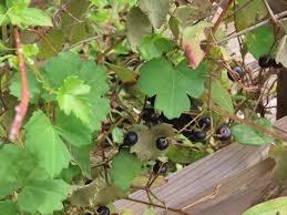 Image result for Cissus faucicola