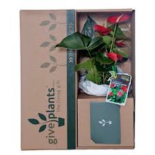 Begonias are known for their colorful flowers and their bight green, waxy or fluffy leaves. Indoor Pot Plants House Plants Natural Gifts For Home Nz Give Plants
