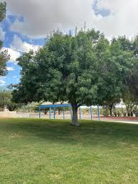 Image result for Fraxinus velutina