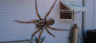 Image result for giant spider